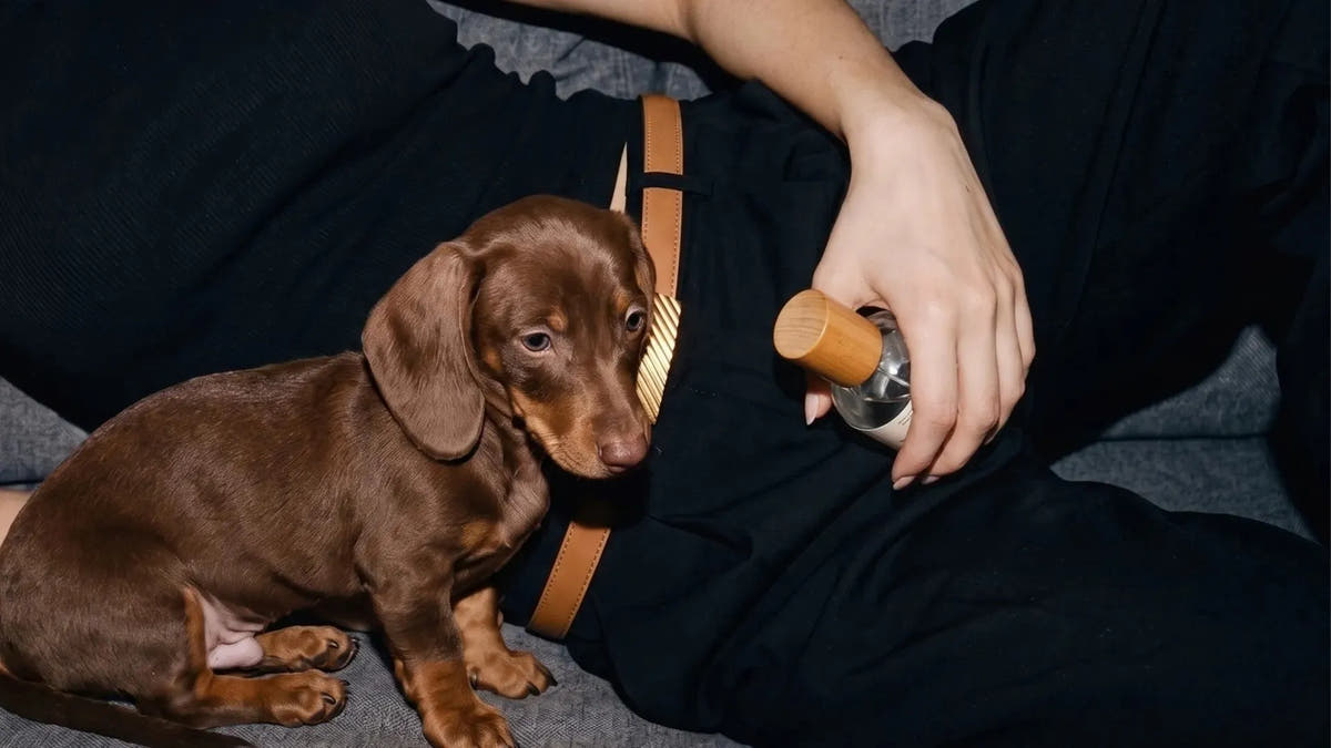 A brown dachshund resting beside a person holding CARAFIO Citrus Veil No.01 dog perfume.