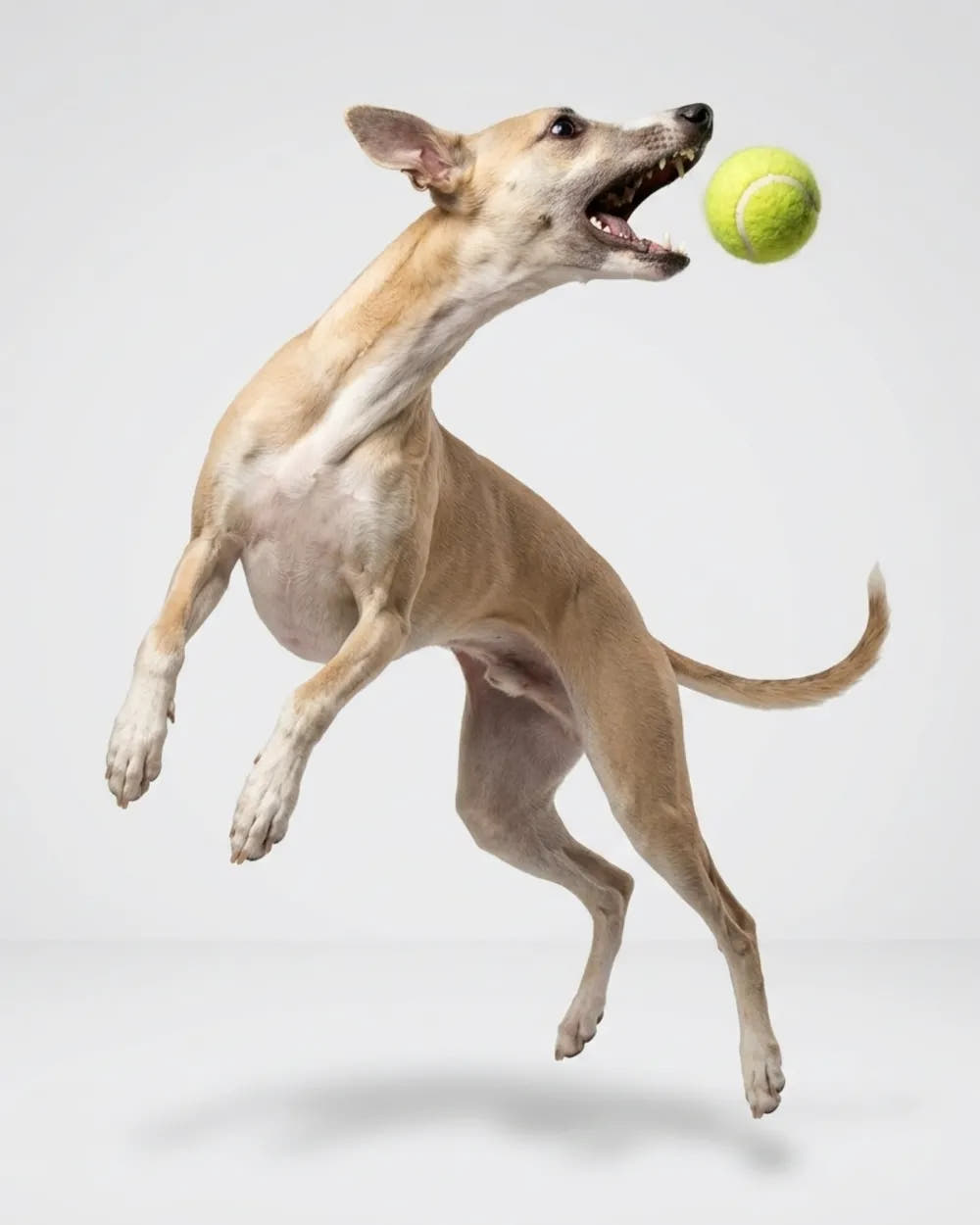 A dog jumping to catch a tennis ball.