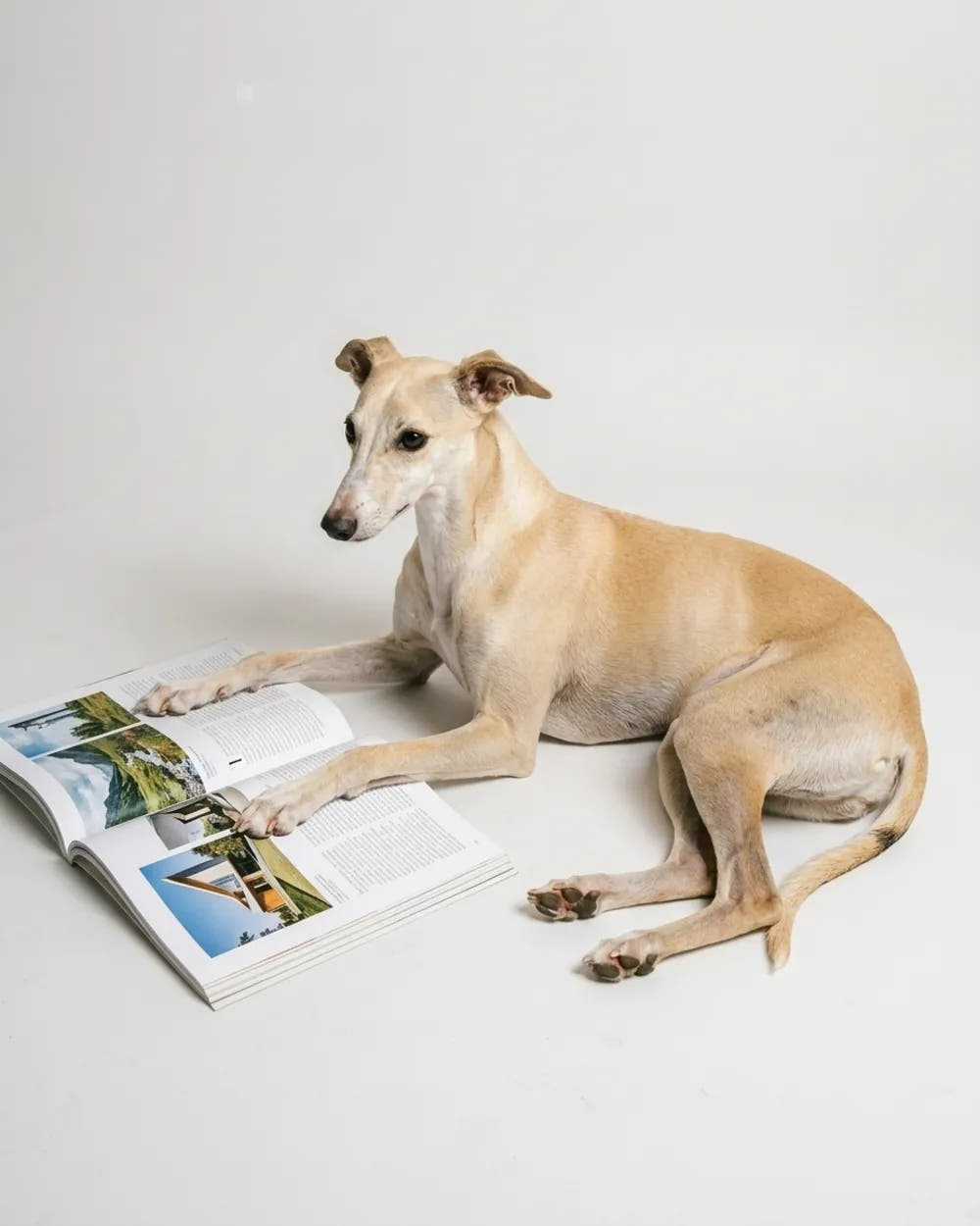 A tan dog resting its front paws on an open magazine.