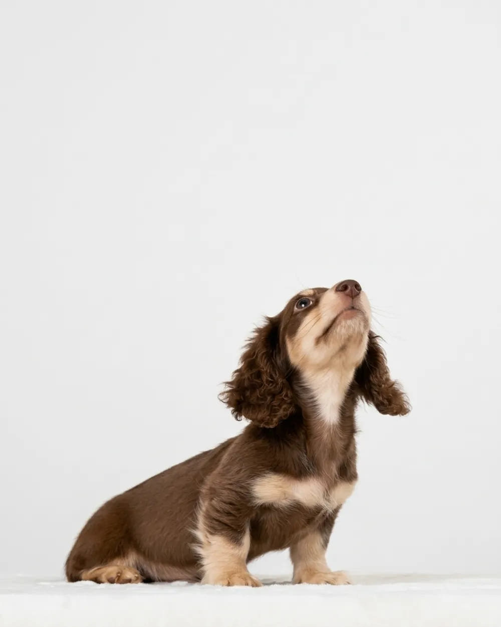 A brown-and-white dog sitting and looking upward.