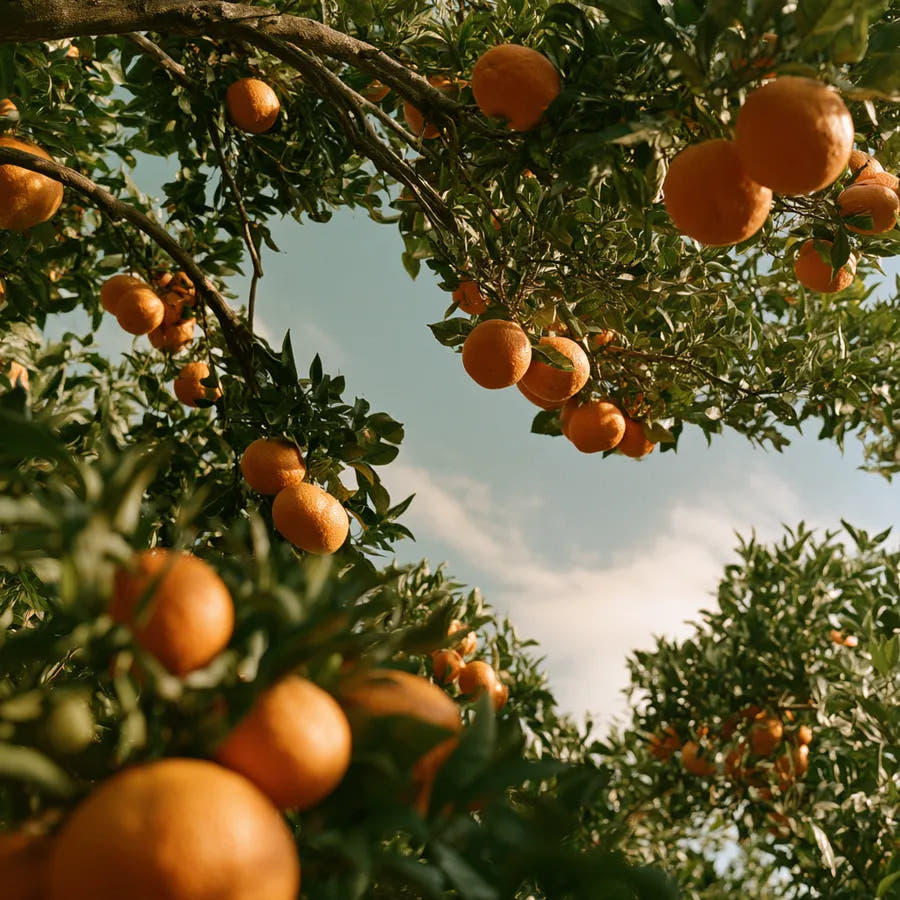 Ripe oranges among green leaves in a sunlit citrus grove.